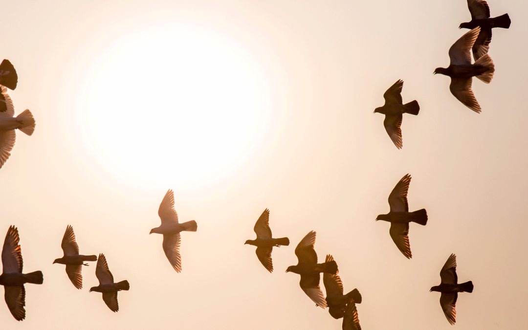 doves-1770573-1920